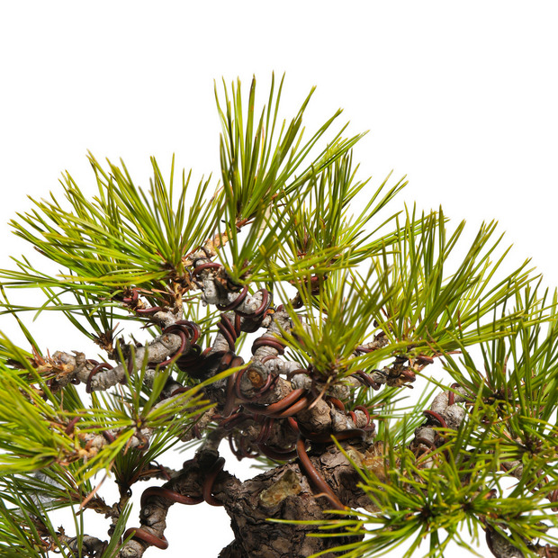 赤松　-Japanese red pine-　（推定樹齢40年） 詳細画像